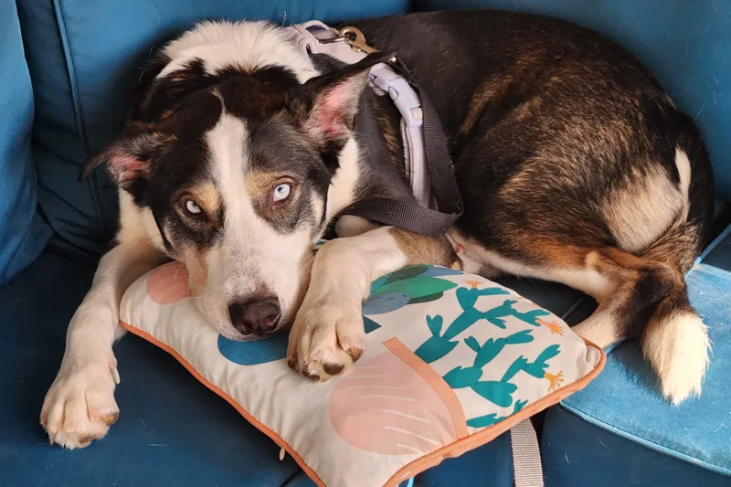 An adult large-sized male Black Siberian Husky dog named Duke for adoption