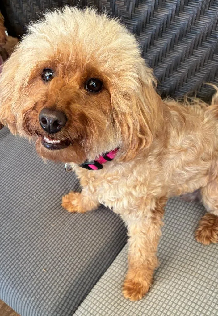 An adult small-sized female Poodle dog named Rosie & Lulu for adoption in Little Rock, AR