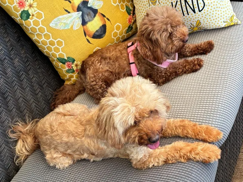 Rosie & Lulu thumbnail 2
