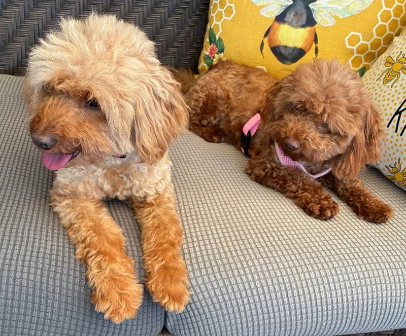 Rosie & Lulu thumbnail 4