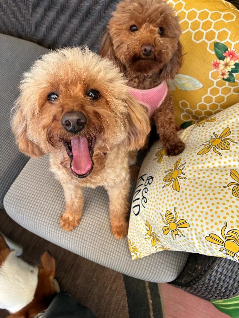 Rosie & Lulu thumbnail 5