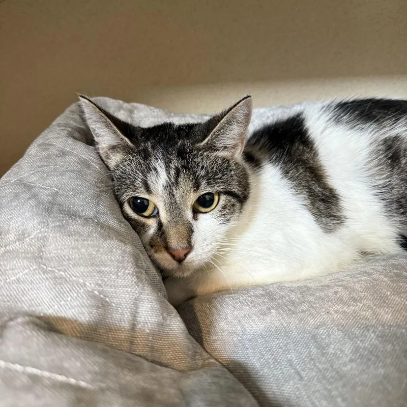 An adult medium-sized female Domestic Short Hair cat named Talladega for adoption in Louisville, KY