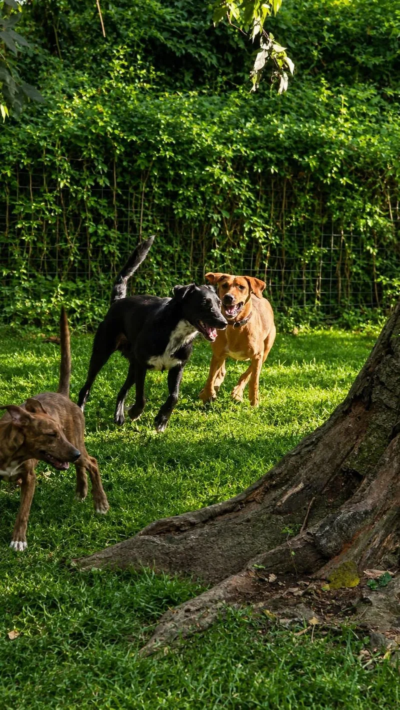 An adult medium-sized male Labrador Retriever dog named Conner for adoption in church point, LA