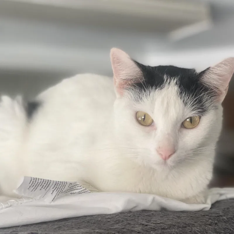 An adult medium-sized female Domestic Short Hair cat named Blackthorn for adoption in Los Angeles, CA
