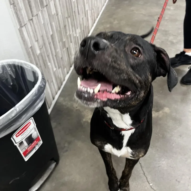 An adult medium-sized female Black Terrier dog named Bean for adoption in Tampa, FL
