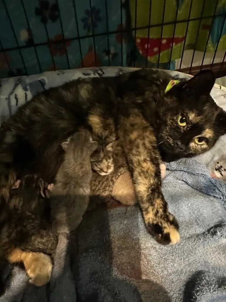 A baby medium-sized female Domestic Short Hair cat named Rosalynn for adoption in Rice Lake, WI