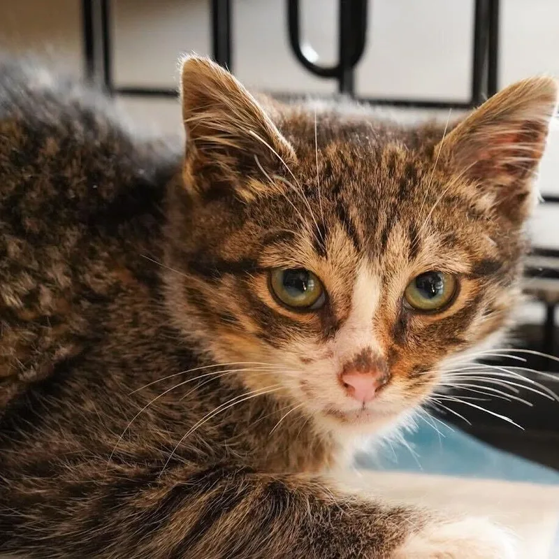 Madeline thumbnail 2