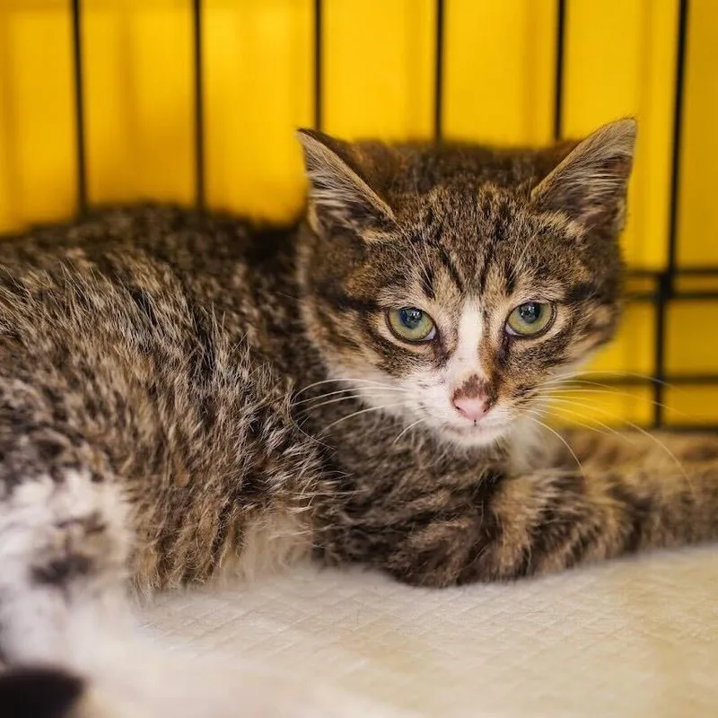 Madeline thumbnail 3