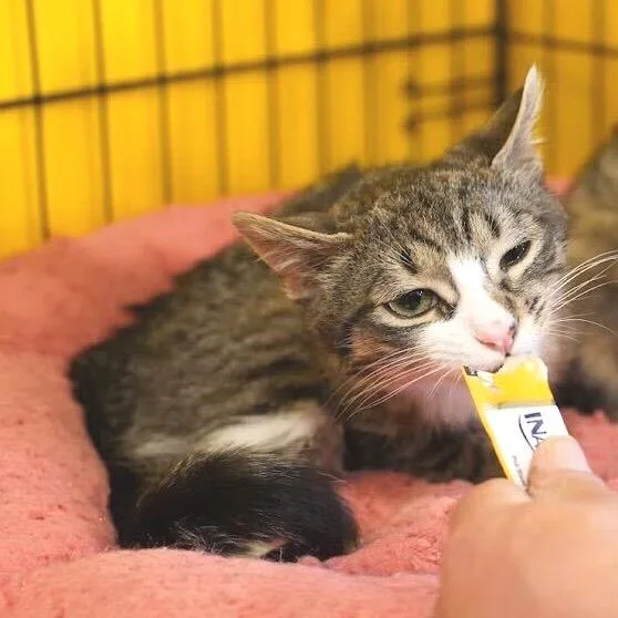 Madeline thumbnail 4