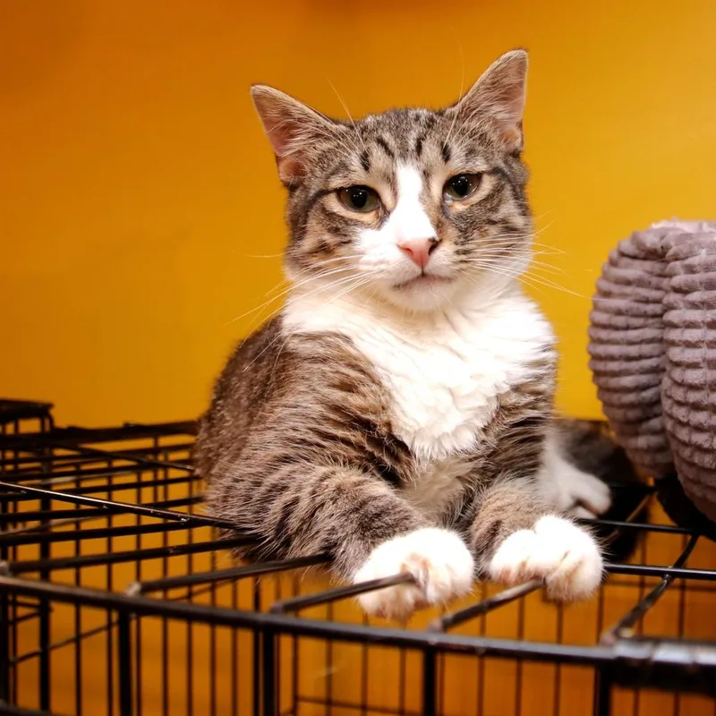 Madeline thumbnail 5