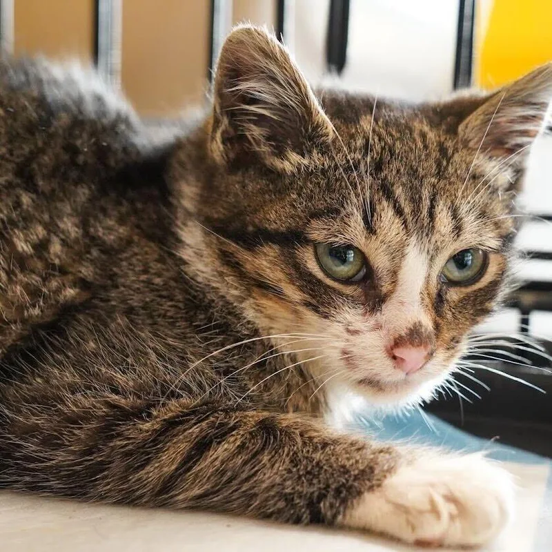 Madeline thumbnail 6