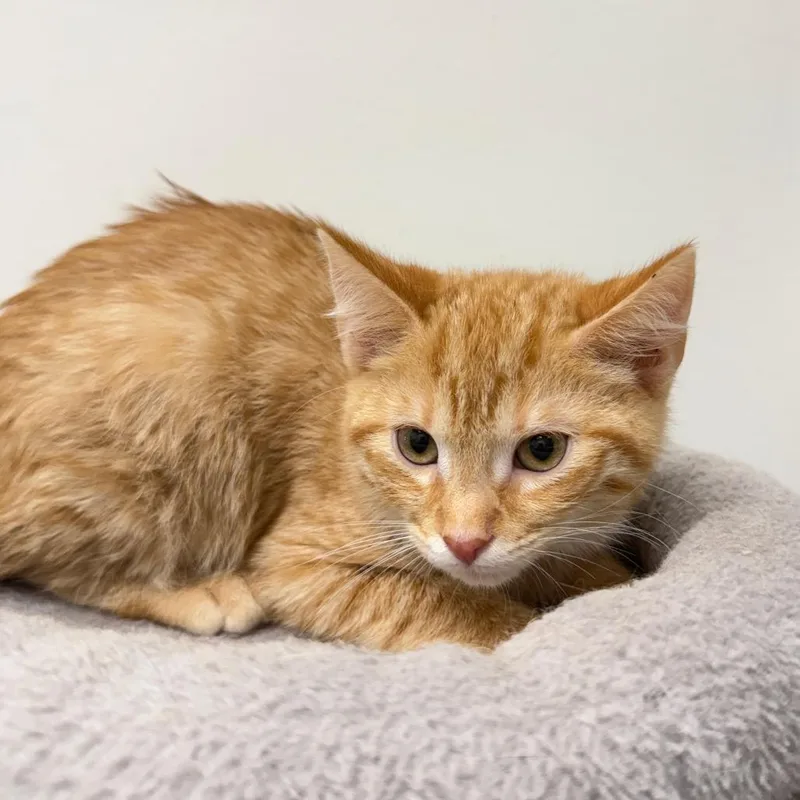 A baby small-sized male Domestic Short Hair cat named Holden for adoption in Cumming, GA
