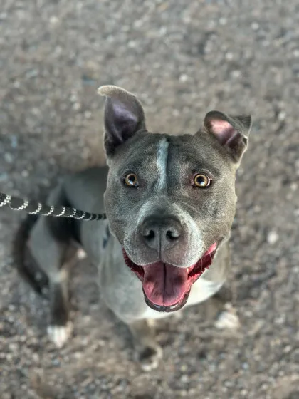 An adult medium-sized female Gray / Blue / Silver Pit Bull Terrier dog named Jerrica for adoption in El Paso, TX
