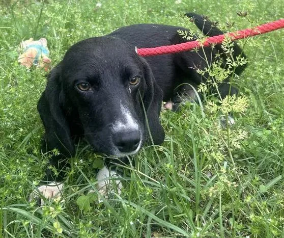 A young medium-sized male Basset Hound dog named Chase for adoption in Wetumpka, AL