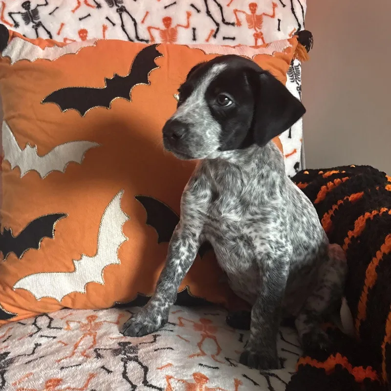 A baby small-sized female White / Cream Australian Cattle Dog / Blue Heeler dog named Eloise for adoption in CORPUS CHRISTI, TX