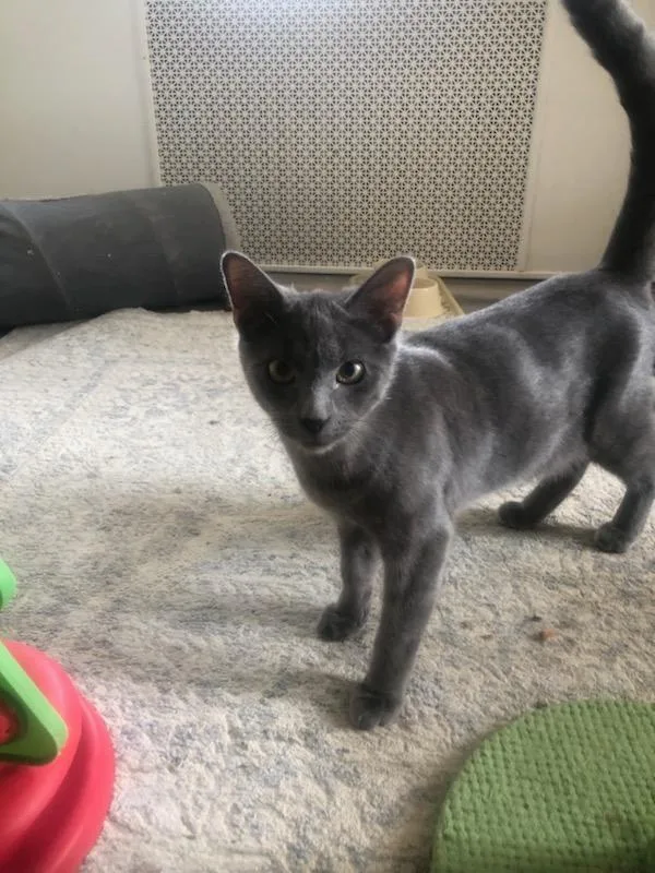 A baby small-sized male Gray / Blue / Silver Domestic Short Hair cat named Belle bonded with Jack for adoption in Ellicott City, MD