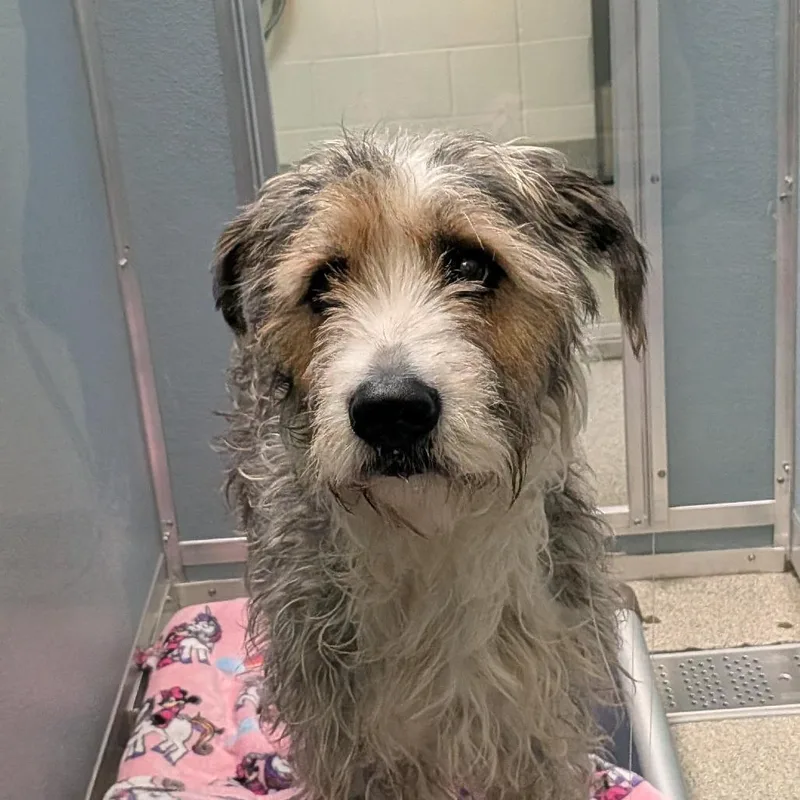 An adult medium-sized female Gray / Blue / Silver Mixed Breed dog named Monica for adoption in Matteson, IL