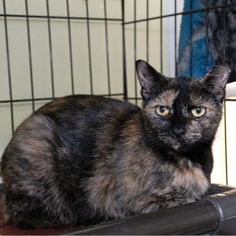 An adult medium-sized female Tortoiseshell Domestic Short Hair cat named DeeDee for adoption in McKean, PA