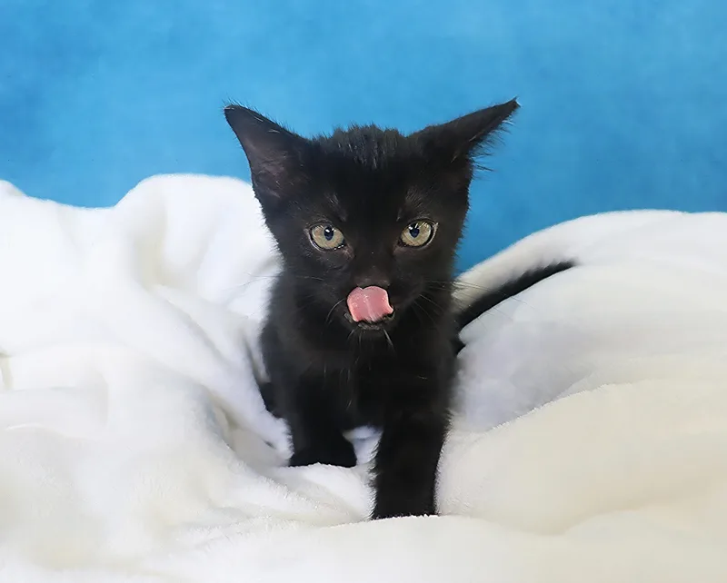 A baby medium-sized female Domestic Short Hair cat named Chilaquiles Coming Soon for adoption in League City, TX