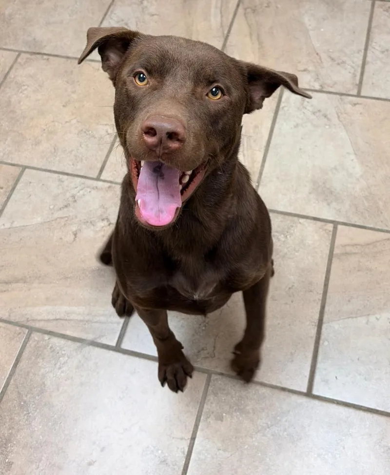 A young medium-sized male Labrador Retriever dog named Behr for adoption in Batesville, AR