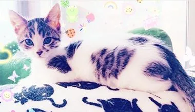 A baby medium-sized male White Domestic Short Hair cat named Rowan J for adoption in North Highlands, CA