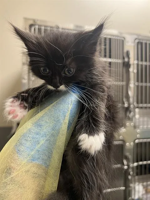 Nacho