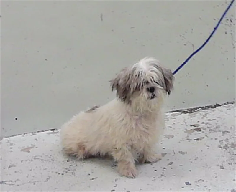 An adult small-sized female Shih Tzu dog named Fluff for adoption in Houston, TX
