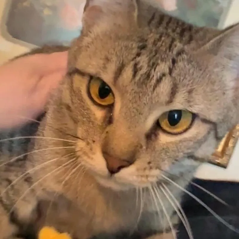 A young medium-sized female Brown / Chocolate Domestic Short Hair cat named Ahna for adoption in Tulsa, OK