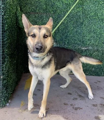 A young medium-sized male Yellow / Tan / Blond / Fawn German Shepherd Dog dog named 61065130 for adoption in El Paso, TX