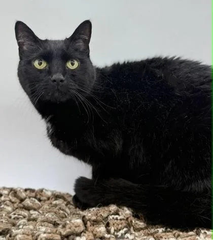 An adult small-sized female Domestic Short Hair cat named Blackie for adoption in Bowling Green, KY
