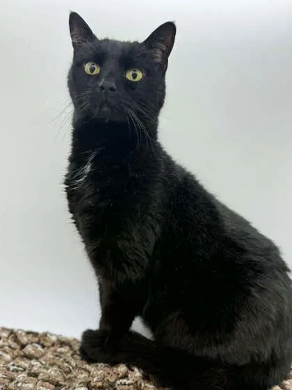 Blackie thumbnail 2