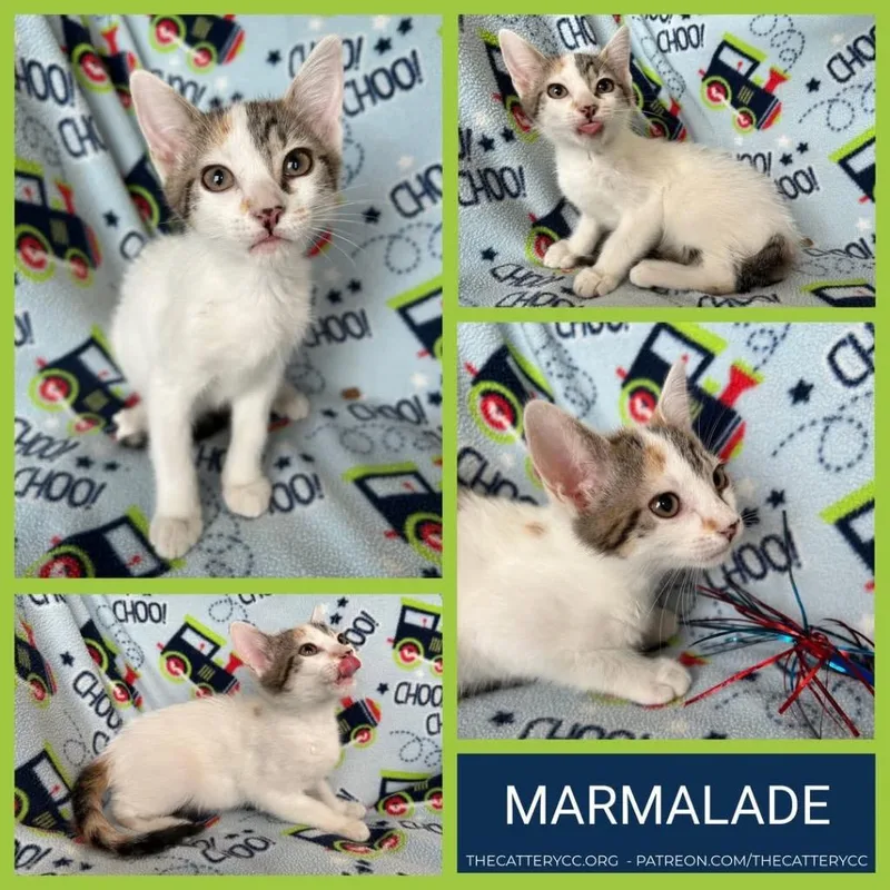 A baby small-sized female Domestic Short Hair cat named Marmalade for adoption in Corpus Christi, TX