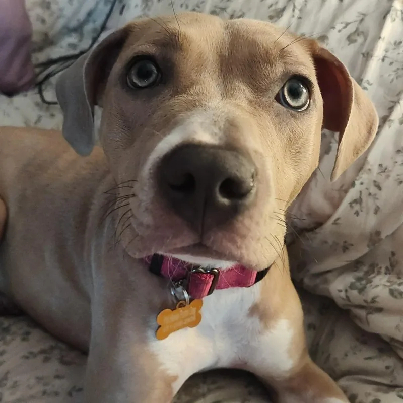 A baby medium-sized female Pit Bull Terrier dog named CiCi for adoption in Minneapolis, MN