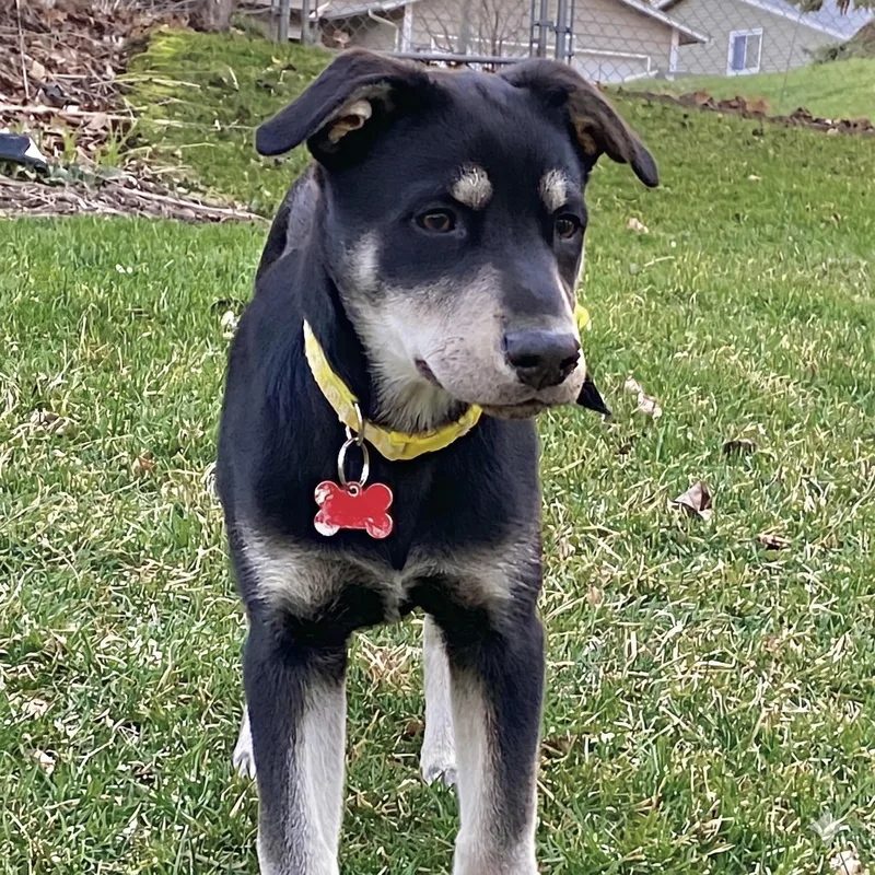 A baby medium-sized female Black Husky dog named Amelia Erhart for adoption in Prior Lake, MN