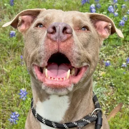 A senior medium-sized male Yellow / Tan / Blond / Fawn Mixed Breed dog named Grey for adoption in Leander, TX