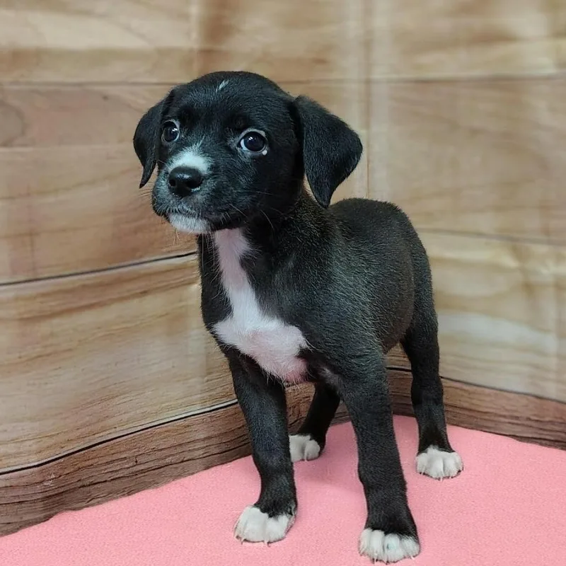 A baby medium-sized female Black Labrador Retriever dog named Jazzy for adoption in Griswold, CT