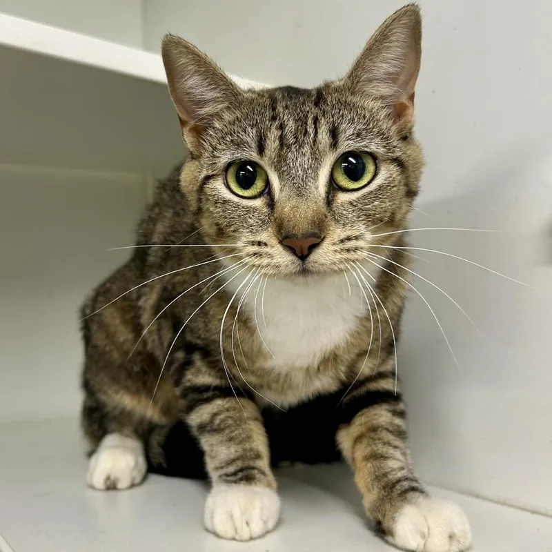An adult medium-sized female Brown / Chocolate Domestic Short Hair cat named Sharon for adoption in St Joseph, MO