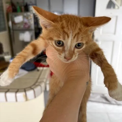 A baby small-sized male Orange / Red Domestic Short Hair cat named Hey Hey for adoption in Washington, PA