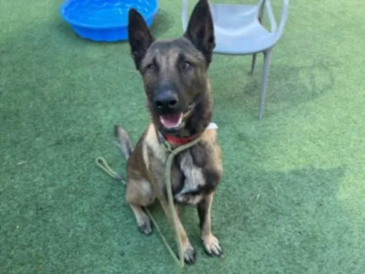A young large-sized male German Shepherd Dog dog named Deebo for adoption in Los Angeles, CA