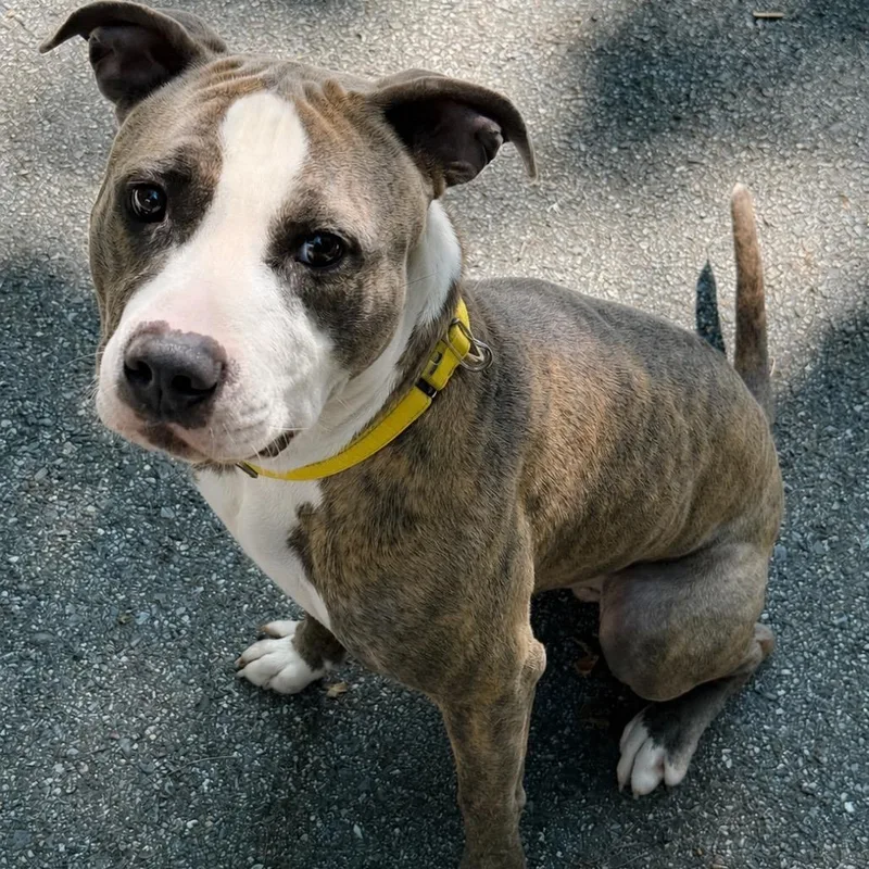 An adult medium-sized male Brindle Pit Bull Terrier dog named Bodhi for adoption in Pittsford, VT