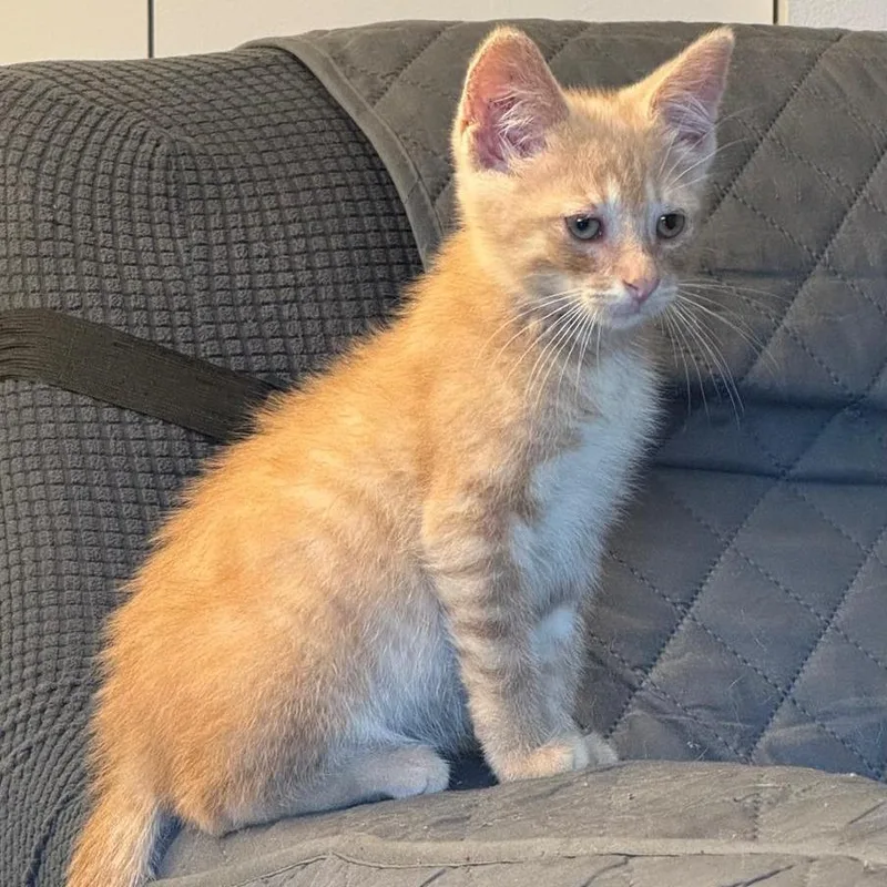 A baby small-sized male Domestic Short Hair cat named Abiu for adoption in Chicago, IL