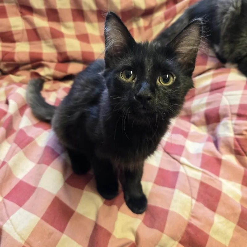 A baby small-sized male Black Domestic Long Hair cat named Don for adoption in Layton, UT