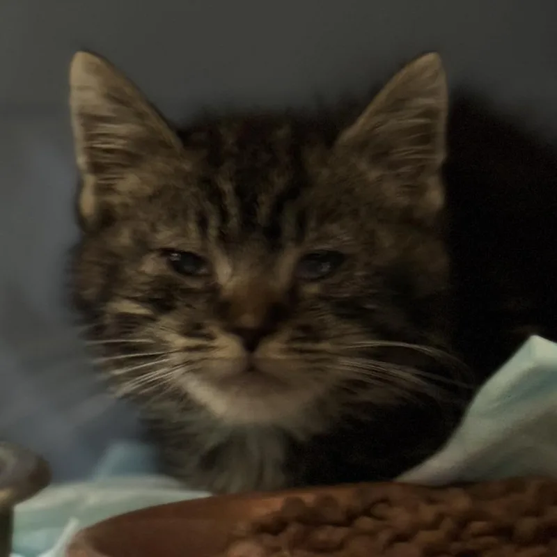 A baby small-sized female Brown / Chocolate Domestic Short Hair cat named 71452 for adoption in Harrisonburg, VA