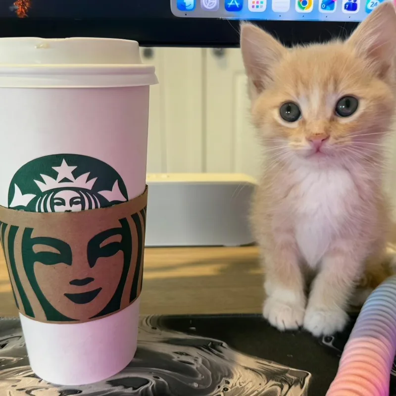 A baby small-sized male Buff / Tan / Fawn Domestic Short Hair cat named Cappuccino for adoption in Tustin, CA