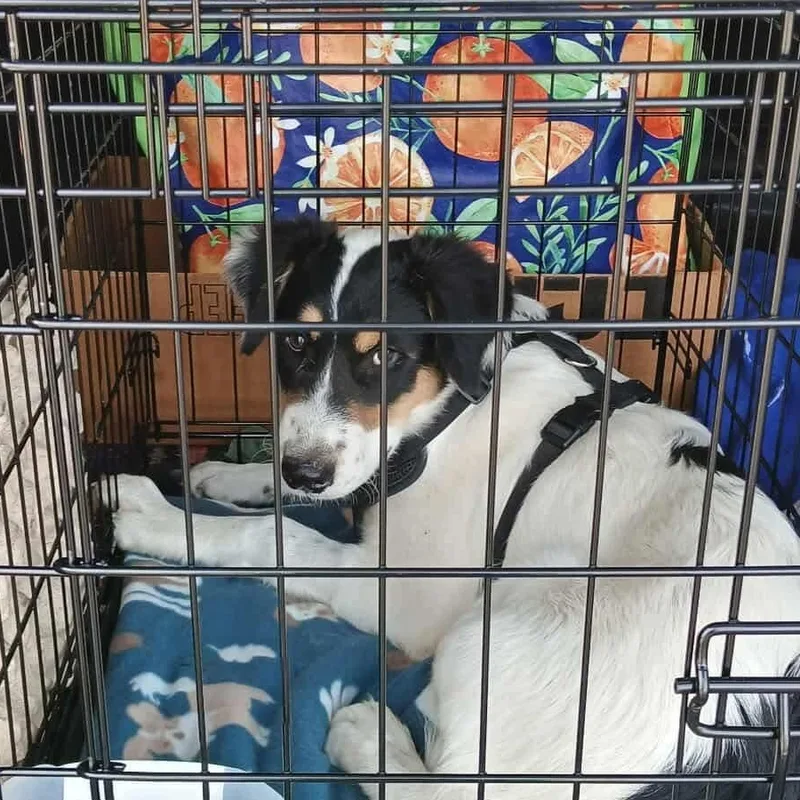 A baby large-sized male White / Cream Australian Cattle Dog / Blue Heeler dog named Shem for adoption in Amarillo, TX