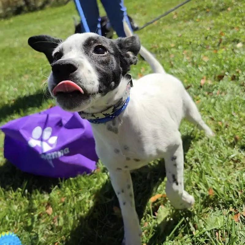 A baby medium-sized female Mixed Breed dog named Salli for adoption in Cooperstown, NY