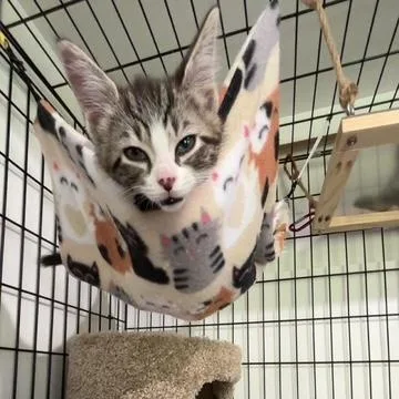 A baby small-sized female Gray & White Domestic Long Hair cat named Ocean for adoption in Ashland, OH