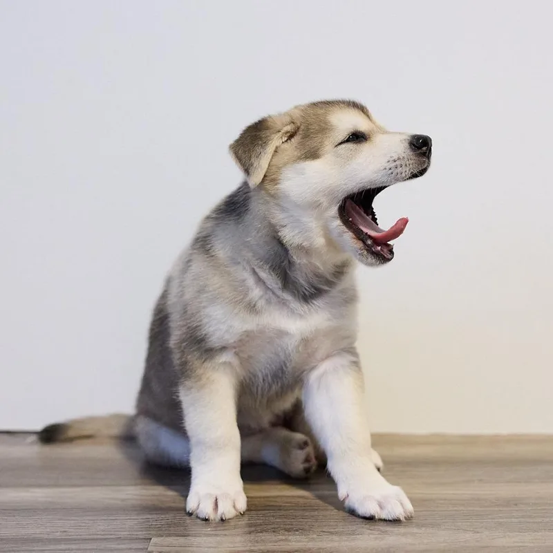 A baby small-sized female Gray / Blue / Silver Husky dog named Mole D for adoption in Minnetonka, MN