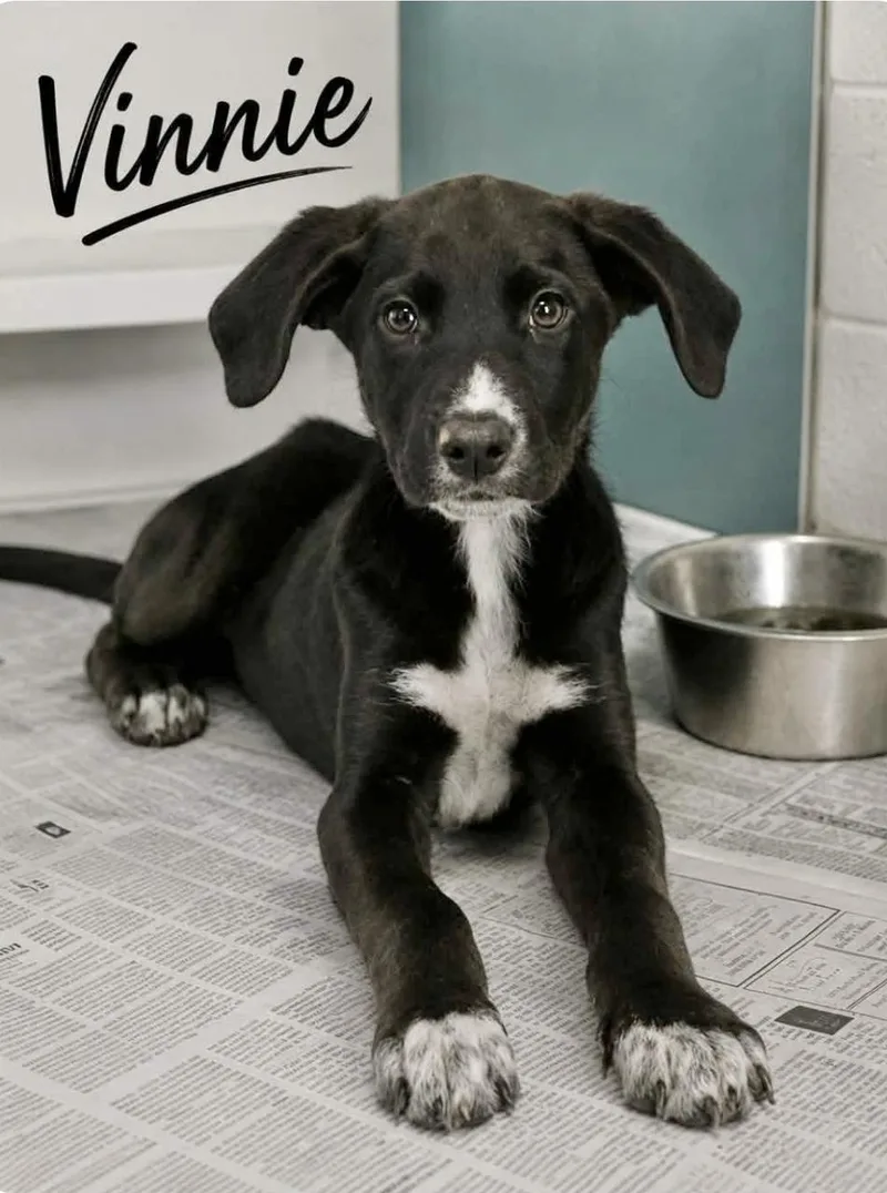 A baby medium-sized male Labrador Retriever dog named Vinnie for adoption in Manchester, CT