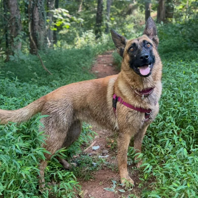 A young medium-sized female Yellow / Tan / Blond / Fawn German Shepherd Dog dog named Chai for adoption in Waynesville, NC